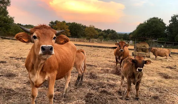 Gün batımında tarlada inek sürüsü. Sığır otlağı. Kameraya bakan iki küçük buzağı.