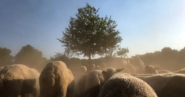 Gün batımında çayırlara göç eden bir koyun sürüsü. Toz kaldırıyor arkasında