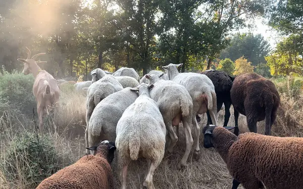 Bir koyun sürüsü otlağa doğru yol alıyor.