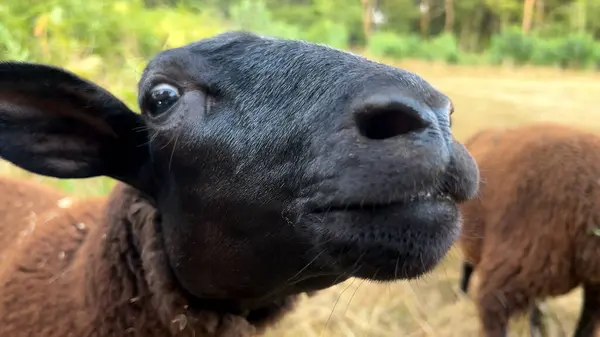 Tarlada siyah bir kafa ve kahverengi bir koyun portresi.