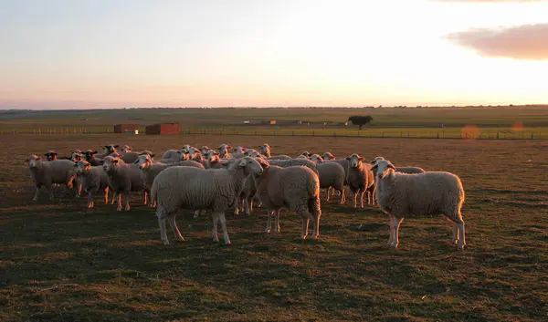 Gün batımında kaba otlakta bir koyun sürüsü