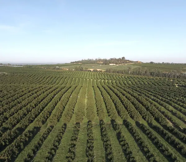 Portakal bahçesinin hava manzarası. Mükemmel hizalanmış ağaçlar