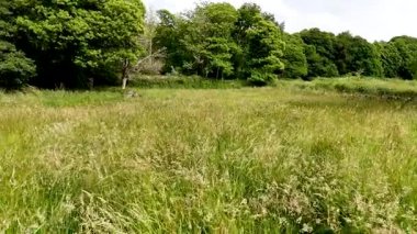 Drone, güzel bir manzaranın havadan çekilmiş görüntüsü çimen tarlası ve bulutlu bir gökyüzü.