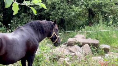 Tarlada taş kalıntılarının arasında siyah bir at.