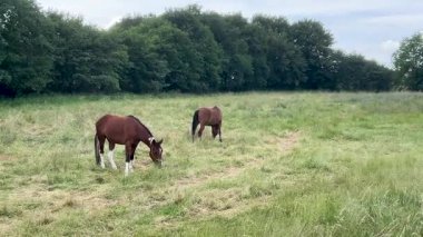 Yeşil çayırlarda otlayan atlar