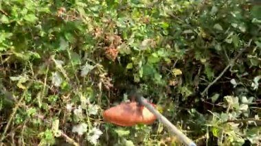 Tarlada çalıları kesen bir keski. Ormanda temizlik işi.