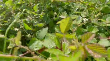 Tarlada yabani otları kesen bir fırça kesicinin öznel görüntüsü