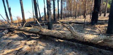 Devrilmiş ağaç, yanmış orman manzarası, orman yangını.