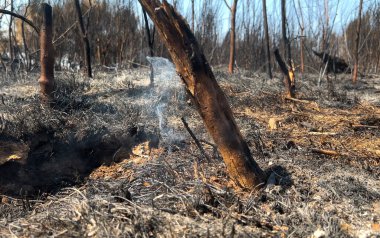 Orman yangını, hala kaynayan topraklar