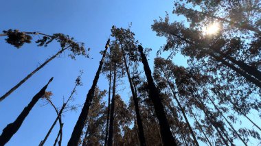 Çam gövdeleri yangınlarla kömürleşmiş.
