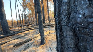 Yanmış bir çam ormanının kalıntıları. Orman yangınları