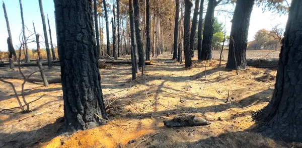 Yanmış orman manzarası, orman yangını.