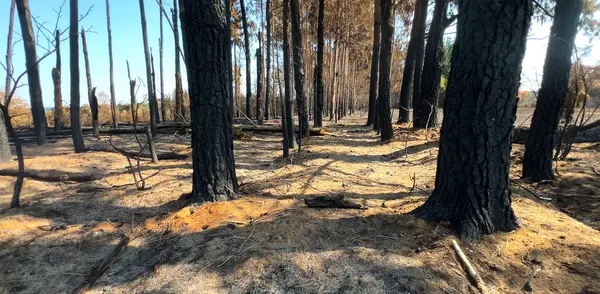Çam sandıkları yangınlarla, orman yangınlarıyla kavrulmuş.