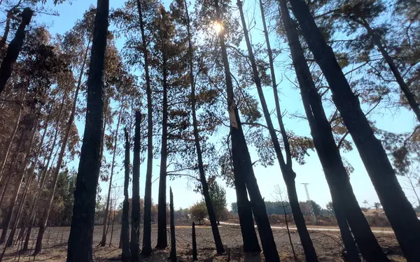 Yanmış bir çam ormanının kalıntıları. Orman yangınları