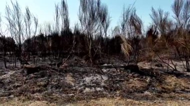 İHA atışı, ateş üstüne ateş. Kuru ağaçlar, çimenler ve çimenler.