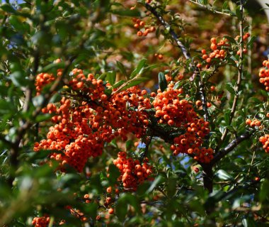 Parkın güzel manzarası, gökkuşağı gölü boyunca yürümek, orman ağaçları.