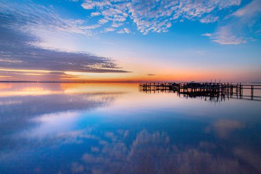 Florida 'da yerel bir parkta yetişen uzun palmiye ağaçları.