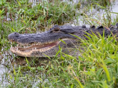 Florida 'da yerel bir parkta yetişen uzun palmiye ağaçları.
