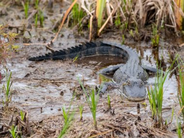 Florida 'da yerel bir parkta yetişen uzun palmiye ağaçları.