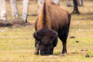 Florida 'da yerel bir parkta yetişen uzun palmiye ağaçları.