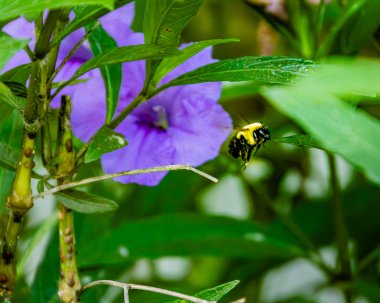 Florida 'da yerel bir parkta yetişen uzun palmiye ağaçları.