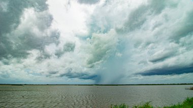 Florida 'da yerel bir parkta yetişen uzun palmiye ağaçları.