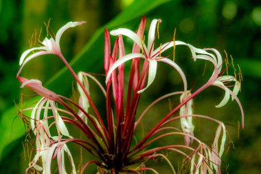 Yeşil yapraklı eşsiz çiçek arkaplan resmi