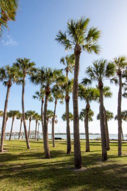 Florida 'da yerel bir parkta yetişen uzun palmiye ağaçları.