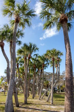 Güney Florida 'da uzun palmiye ağaçlarının arasında yürüyorum.