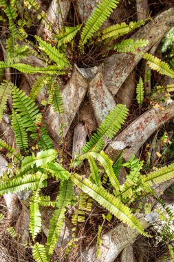 Palmiye yapraklarında eğreltiotu yetişen samur palmiye kabuğu.