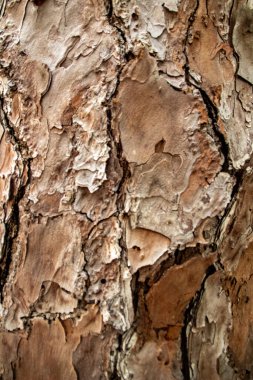 Yakın plan görünümlü çam kabuğu arkaplan resmi