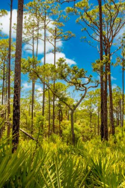Pellicer Creek Florida 'daki diğer çam ağaçlarının arasında duran eşsiz bir çam ağacı.