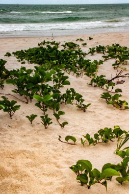 Florida 'da kum tepeciği boyunca yeşil sarmaşıkların arkasında okyanus dalgaları