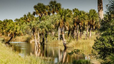 Florida palmiyeleri kıyı deresinde ve bataklıkta büyüyor.