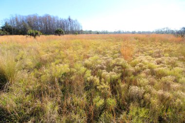 Doğadaki çayırlık Florida düzlüklerini, bataklıklarını ve Cypress kubbesini korur.