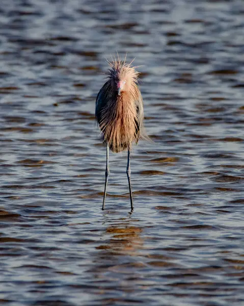 Üç renkli balıkçıl soğuk bir kış esintisinde duruyor Merritt Adası Florida 'da dalgalı görünüyor.