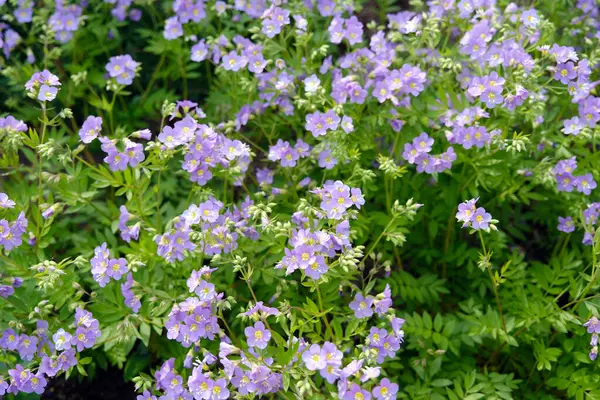 Polemonyum caeruleum 'un mor çiçekleri, yaygın olarak Yakup' un Merdiveni veya Yunan Valerian 'ı olarak bilinir.