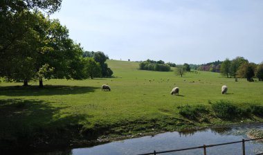 Nehrin karşısındaki çayırlarda otlayan koyunlar ve arka planda ağaçlar.