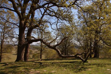 İlkbahar manzarası, geniş dengeli dallı yaşlı meşe ağacı ile birlikte.
