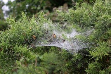 Gorse çalılıklarında örümcek ağı Sabah çiğ ile, yakın plan