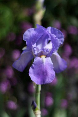 Canlı mor bir iris çiçeğinin yakın plan çekimi narin taç yaprakları ve ince dokuları doğal ışık ve yumuşak odaklı.
