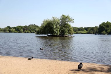 Petersfield Heath Gölü Yazın. Hampshire, İngiltere