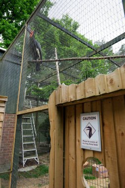 Farnham, Surrey, İngiltere. 15 Mayıs 2025. Uzun ve keskin gagalı Güney Toprak Boynuzu Kuş Dünyası 'ndaki kafesi delip geçiyor..