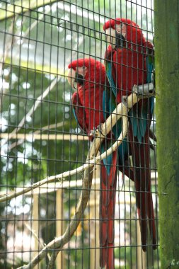 Bir çift kırmızı ve yeşil papağan (Ara chloropterus), ayrıca yeşil kanatlı papağan olarak da bilinir..