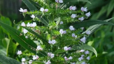 Echium pininana, ayrıca çam ağacı olarak da bilinir, dev engerek arabaları, ya da mücevher kulesi. Baharda çiçek açan uzun boylu bitkiler..