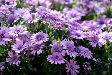 Bahar bahçesinde Afrika papatyalarının mor çiçekleri. Yakın çekim.