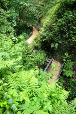 Eğreltiotları ve yemyeşil yaprakları ile ormanda ahşap dolambaçlı yol.