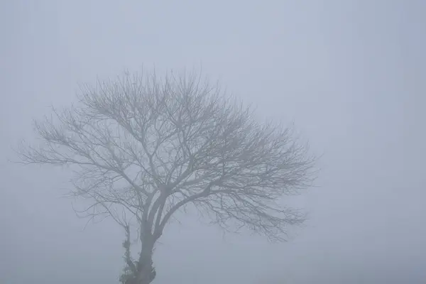 Yoğun Kış Sisteminde Yalnız Çıplak Ağaç - Göksel Sisli Manzara