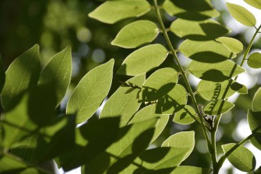 Taze Yeşil Yapraklar Doğal Gölgelerle Gün Işığının Arkasında