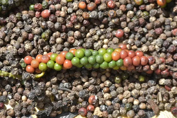 Kurutulmuş biber üzerine taze toplanmış çok renkli biber meyveleri.